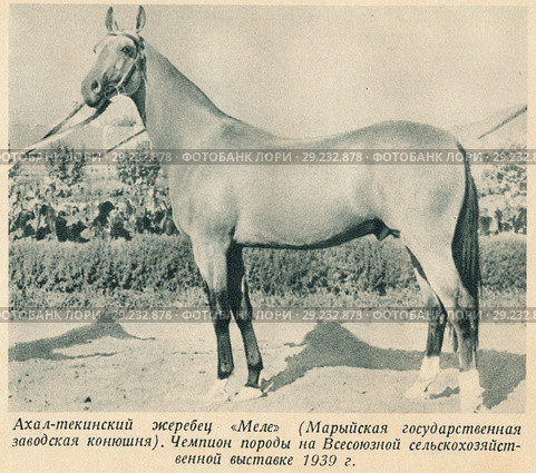 Ахалтекинский жеребец "Меле" (Марийская государственная заводская конюшня). Чемпион породы на Всесоюзной сельскохозяйственной выставке 1939 года. Стоковая иллюстрация, иллюстратор Макаров Алексей / Фотобанк Лори