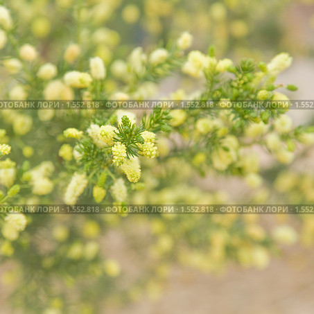 Акация мутовчатая Acacia verticillata, Prickly Moses. Стоковое фото, фотограф Tamara Kulikova / Фотобанк Лори