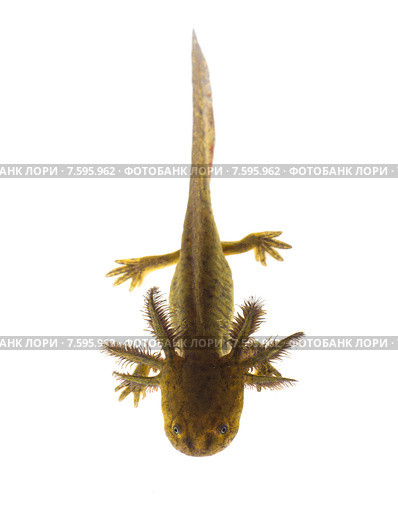 Аксолотль тигровой амбистомы (Ambystoma tigrinum) изолировано на белом фоне. Стоковое фото, фотограф Ирина Кожемякина / Фотобанк Лори