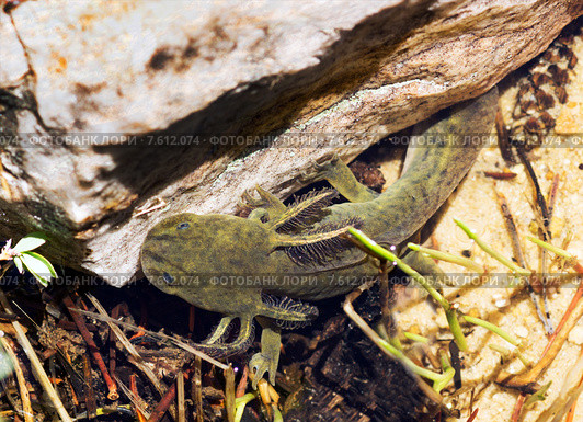 Аксолотль тигровой амбистомы (Ambystoma tigrinum) в озере. Альпийский район штата Юты, США (2015 год). Стоковое фото, фотограф Ирина Кожемякина / Фотобанк Лори