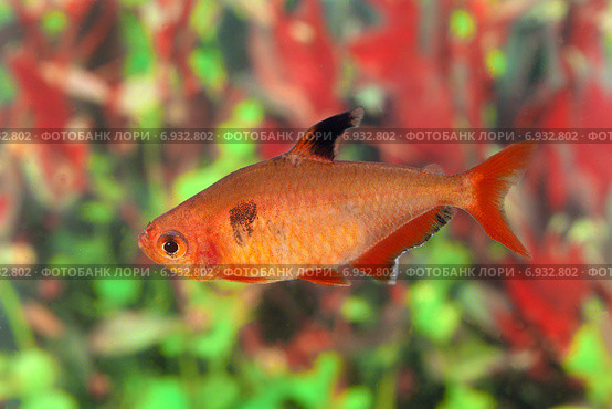 Аквариумная рыбка минор (лат. Hyphessobrycon minor) Стоковое фото, фотограф Григорий Писоцкий / Фотобанк Лори