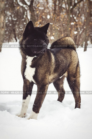 Alaskan Malamute dark color in the natural environment walking in the snow. Стоковое фото, агентство Ingram Publishing / Фотобанк Лори