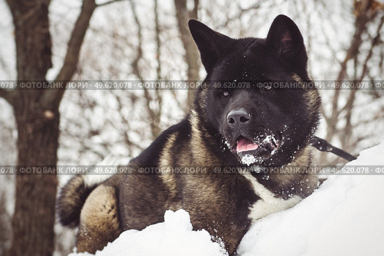 Alaskan Malamute dark color in the natural environment walking in the snow. Стоковое фото, агентство Ingram Publishing / Фотобанк Лори