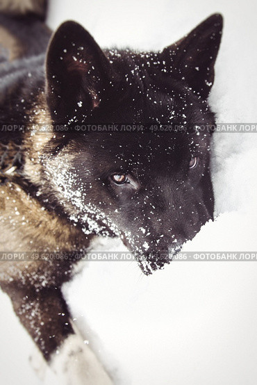 Alaskan Malamute dark color in the natural environment walking in the snow. Стоковое фото, агентство Ingram Publishing / Фотобанк Лори