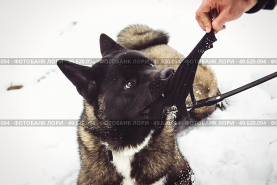 Alaskan Malamute dark color in the natural environment walking in the snow. Стоковое фото, агентство Ingram Publishing / Фотобанк Лори