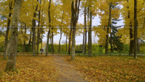 Александровский парк (Царское Село). Аллея в куртине "Грибок". (2021 год). Редакционное видео, видеограф Евгений Романов / Фотобанк Лори