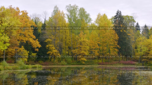 Александровский парк (Царское Село). Ланский пруд. Alexander Park (Tsarskoye Selo). Lansky Pond. (2021 год). Редакционное видео, видеограф Евгений Романов / Фотобанк Лори