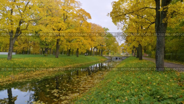 Александровский парк (Царское Село). Осенние клены по берегам Крестового канала. Alexander Park (Tsarskoye Selo). Autumn maples along the banks of the Krestovy Canal. (2021 год). Редакционное видео, видеограф Евгений Романов / Фотобанк Лори