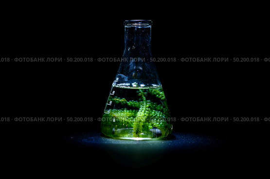 Algae seaweed in science experiments, laboratory research. Стоковое фото, агентство Ingram Publishing / Фотобанк Лори