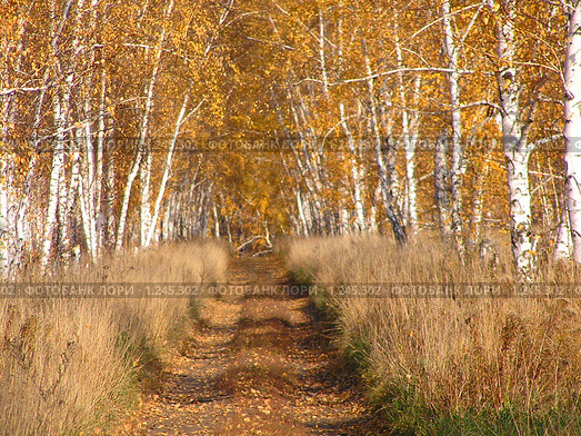 Аллея березовая. Стоковое фото, фотограф Станислав Горбачев / Фотобанк Лори