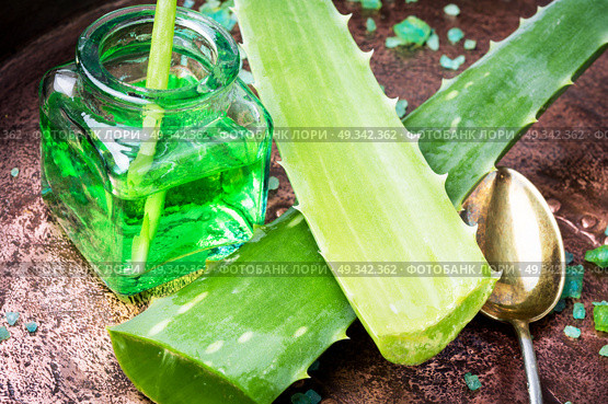 Aloe vera plant. Aloe Vera leaves and jar with extract for spa.Healthy aloe vera. Стоковое фото, агентство Ingram Publishing / Фотобанк Лори