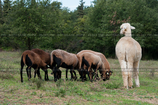 Alpaca grazing with Cameroon sheep. Стоковое фото, агентство Ingram Publishing / Фотобанк Лори