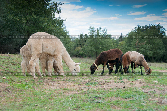 Alpacas grazing with Cameroon sheep. Стоковое фото, агентство Ingram Publishing / Фотобанк Лори