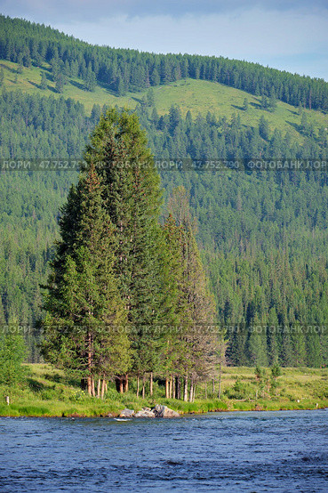 Altai river Bashkaus. Large larch trees are on the bank of the river. Стоковое фото, фотограф Сергей Пристяжнюк (Serg Zastavkin) / Фотобанк Лори