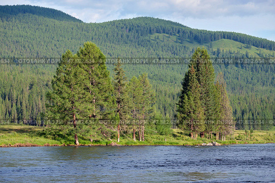Altai river Bashkaus. Large larch trees are on the bank of the river. Стоковое фото, фотограф Сергей Пристяжнюк (Serg Zastavkin) / Фотобанк Лори