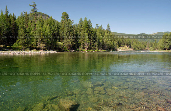 Altai river Bashkaus. On the river banks there is siberian larch taiga forest. Стоковое фото, фотограф Сергей Пристяжнюк (Serg Zastavkin) / Фотобанк Лори