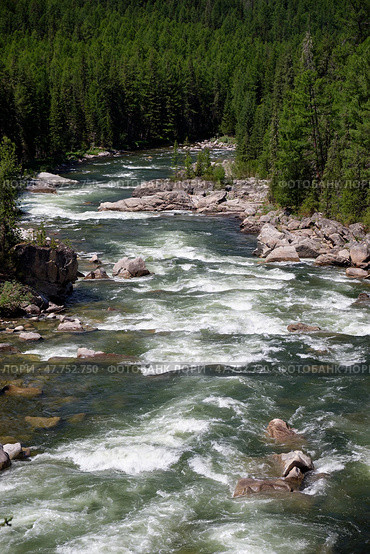 Altai river Chulyshman rapids. On the river banks there is siberian larch taiga forest. Стоковое фото, фотограф Сергей Пристяжнюк (Serg Zastavkin) / Фотобанк Лори