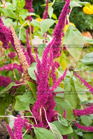 Амарант или щирица (Amaranthus) с пурпурными соцветиями. Стоковое фото, фотограф Алёшина Оксана / Фотобанк Лори