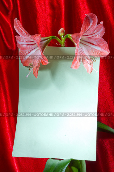 Амариллис, гиппераструм, Amaryllis. Стоковое фото, фотограф Федор Королевский / Фотобанк Лори