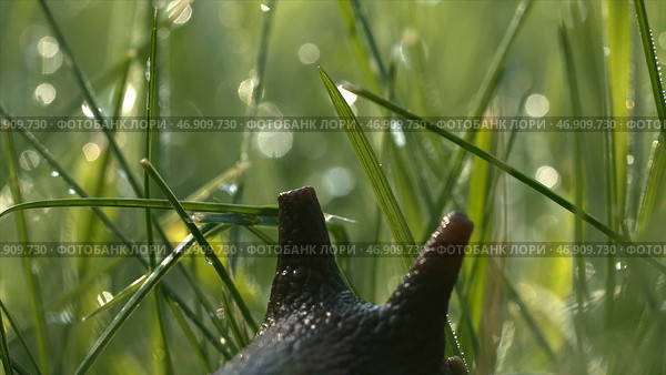 Amazing cute slug on blurred green grass background with drops of water. Стоковое фото, фотограф David Kashakhi / Фотобанк Лори
