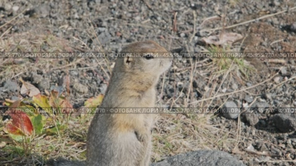 American Gopher standing. Стоковое видео, видеограф Михаил Коханчиков / Фотобанк Лори