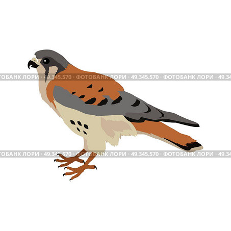 American Kestrel Flat Design Vector Illustration. American kestrel vector. Predatory birds wildlife concept in flat style design. American fauna illustration for prints, posters, childrens books illustrating. Beautiful falcon bird seating isolated on white. Стоковая иллюстрация, агентство Ingram Publishing / Фотобанк Лори