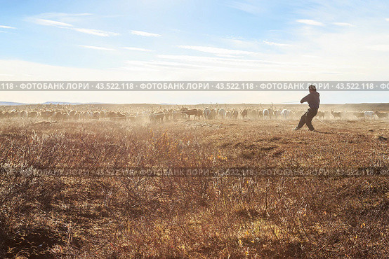 Amguema tundra, Chukotka, Russia - September 7, 2013. Chukchi reindeer herder in a herd of reindeer in the tundra. A man with a lasso catches a deer. Traditional reindeer husbandry in the Arctic. Редакционное фото, фотограф Андрей Степанов / Фотобанк Лори