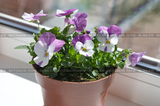 Ампельная виола (Viola) цветет в кашпо на подоконнике. Стоковое фото, фотограф Елена Коромыслова / Фотобанк Лори