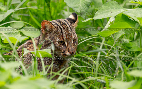 Амурский лесной кот сидит в траве. Стоковое фото, фотограф Павел Сапрыкин / Фотобанк Лори