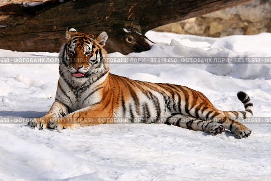 Амурский тигр на снегу (лат. Panthera tigris altaica) Стоковое фото, фотограф Щеголева Ольга / Фотобанк Лори