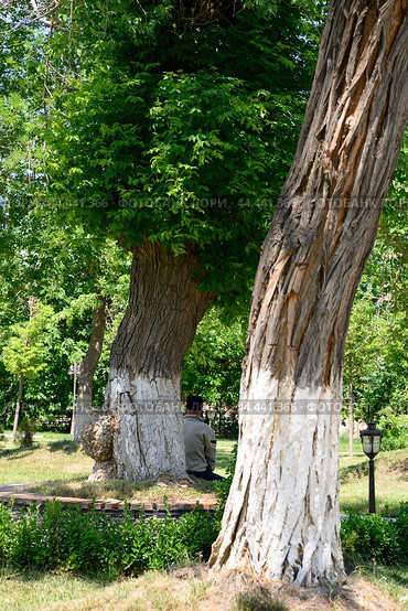 An elderly man in a skullcap in a park among old trees in Samarkand, Uzbekistan (2024 год). Стоковое фото, фотограф Сергей Фролов / Фотобанк Лори