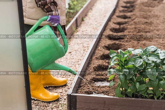 An elderly woman with a watering can waters the ground before planting a plant. Seedlings are planted in the ground in a greenhouse. The concept of spring planting of vegetables and agriculture. Стоковое фото, фотограф Photojuli / Фотобанк Лори