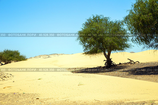 An oasis with green trees in middle of sandy desert on a hot summer day. Sultanate of Oman. Стоковое фото, фотограф Евгений Ткачёв / Фотобанк Лори