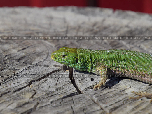 An ordinary quick green lizard. Lizard on the cut of a tree stump. Sand lizard, lacertid lizard. Стоковое фото, фотограф Леонид Еремейчук / Фотобанк Лори
