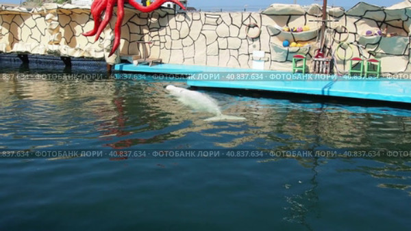 Anapa, Russia, June 29, 2021. Beluga whale swims and plays in the water. The inscription - wildlife park. Animal training. Beluga whale Delphinapterus leucas, toothed whales from the narwhal family. Редакционное видео, видеограф Юлия Петровская / Фотобанк Лори