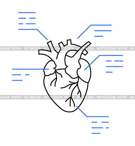 Anatomical depiction of a human heart with key parts highlighted and labeled. Ideal for medical studies, educational purposes, cardiovascular health, anatomy lessons, and scientific research. Clean li. Detailed Anatomical Diagram of the Human Heart with Technical Annotations and Markings. Стоковая иллюстрация, агентство Ingram Publishing / Фотобанк Лори