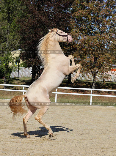 Andalusian рorse play and rear up in paddock. Лошадь верховой андалузской породы играет и встает на свечку в паддоке летним днем. Стоковое фото, фотограф Михаил Кондрашов / Фотобанк Лори