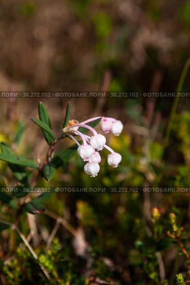 Andromeda polifolia. Стоковое фото, фотограф Юлия Бабкина / Фотобанк Лори