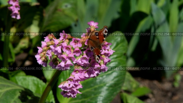 (англ.)	A butterfly sits on a Bergenia flower on a sunny spring day. Стоковое видео, видеограф Ирина Толокновская / Фотобанк Лори