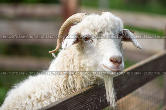 Ангорская коза. Angora goat. Стоковое фото, фотограф Игорь Низов / Фотобанк Лори