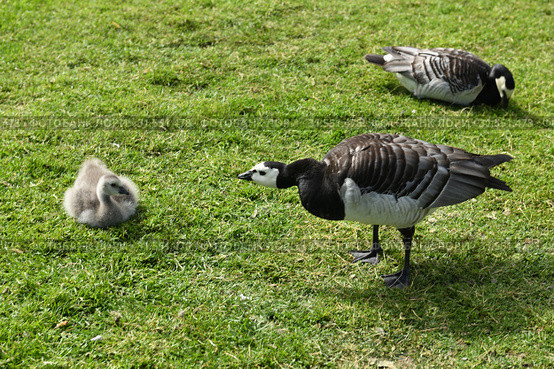 Angry Barnacle goose (Branta leucopsis). Helsinki, Finland (2019 год). Стоковое фото, фотограф Валерия Попова / Фотобанк Лори