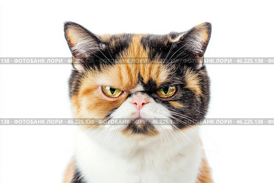 Angry cat isolated on white. Calico British shorthair cat portrait looking serious. Grumpy kitten seated. Striped furious cat with a unhappy dissatisfied face. Feline giving you a disdainful look. Стоковое AI-изображение, AI-художник Марина Демидюк / Фотобанк Лори