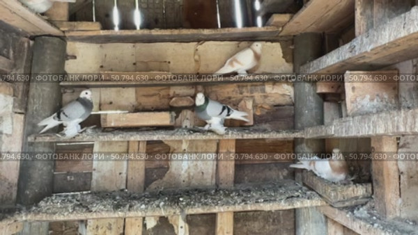Animals footage of doves around their nest right beneath the hut rooftop in ranch. A group of home pigeons perched and resting in a rustic wooden bird coop. Стоковое видео, видеограф Ирина Михайличенко / Фотобанк Лори