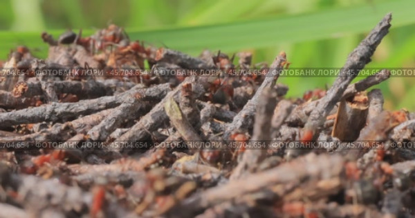 Ant close-up in the wild. Стоковое видео, видеограф Андрей Армягов / Фотобанк Лори