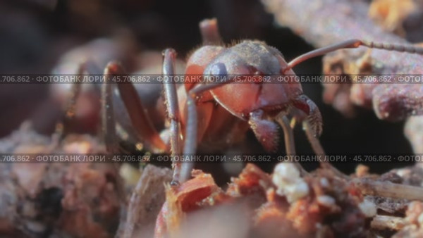 Ant close-up in the wild. Стоковое видео, видеограф Андрей Армягов / Фотобанк Лори
