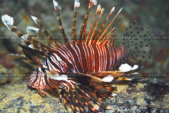 Антенновая крылатка (Пятнистоплавниковая львиная скорпена). Pterois antennata. Стоковое фото, фотограф Ольга Хорошунова / Фотобанк Лори