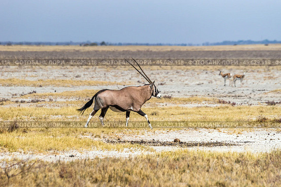 Антилопа орикс (Oryx gazella) бежит по саванне. Сухой сезон в Африке. (2015 год). Стоковое фото, фотограф Анна Ефимова / Фотобанк Лори