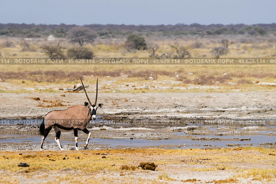 Антилопа орикс (Oryx gazella) у водопоя в африканской саванне. Сухой сезон в Африке. (2015 год). Стоковое фото, фотограф Анна Ефимова / Фотобанк Лори