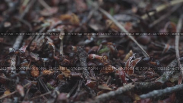 Ants in an anthill macro photography. Стоковое видео, видеограф Igor Skripachev / Фотобанк Лори
