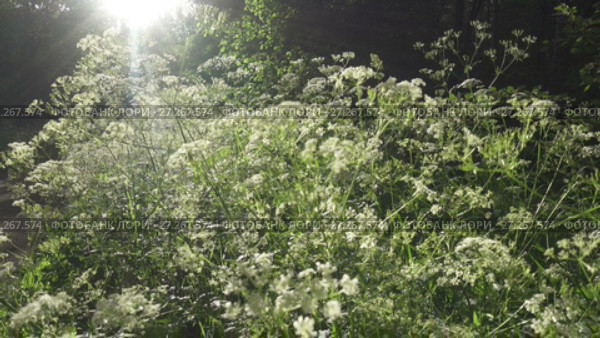Apiaceae plant.Blooming aegopodium podagraria grass in summer. Medicinal wild plant. moving the camera with steadicam. Стоковое видео, видеограф Куликов Константин / Фотобанк Лори